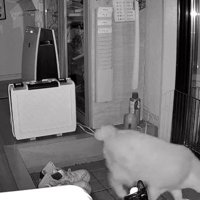 暗視カメラ、立ち去る猫