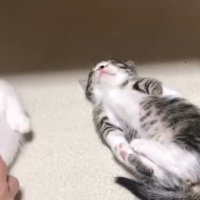 連れてこられた豆大福くん