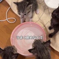 水の容器の周りにいる子猫たち
