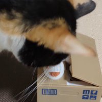 ダンボール型の貯金箱の中に前足を入れる猫