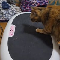 ブルブルマシンの上に乗っている猫