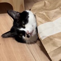 紙袋から顔を出している猫の顔アップ