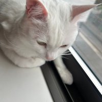 窓際にいる猫