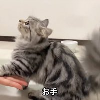 お手をする猫