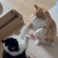 お互いの前足で相手の前足を振り払う2匹の猫