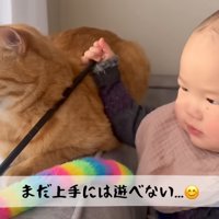 猫のおもちゃを持っている赤ちゃんと猫