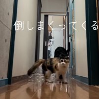 大型犬の前を三毛猫が歩いている