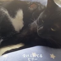 黒猫の上で眠るハチワレ猫