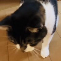 投稿主さんがいなくて寂しそうに佇む保護猫