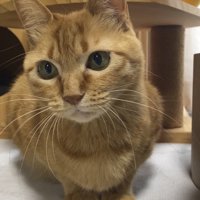 お座りする猫
