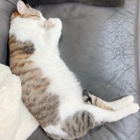 横向きで寝る猫