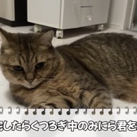 「帰宅したら...」のテロップ写真