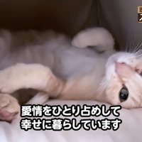 猫ベッドの中にいる子猫