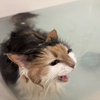 大きく鳴いて訴える浴槽の中の猫2