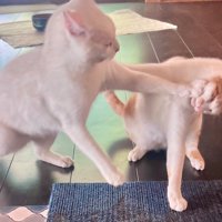 茶白猫に前足でパンチする白猫