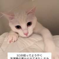 怖くて隠れていた猫