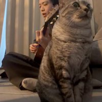 男性の手前で演奏を聴く猫2