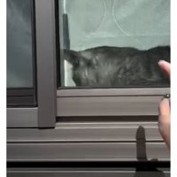 窓際の猫