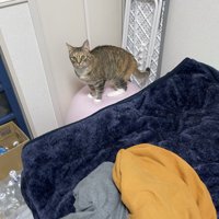バランスボールの上に乗る猫