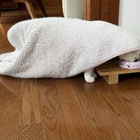 毛布を被ってごはんを食べる猫