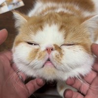 マッサージされる猫さん
