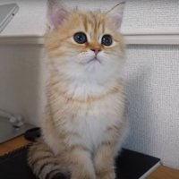 しょんぼり気味の猫