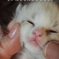 子猫の顔のドアップ