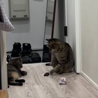 廊下でおもちゃを姉キジトラ猫に渡す弟キジトラ猫