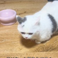 上目遣いの猫