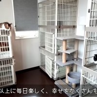 猫用ケージがつまれた部屋と猫達