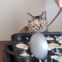 生地を流す様子を見るこむぎちゃん