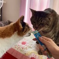 おやつを食べる2匹の猫