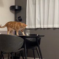 テーブルの上に乗ってコップを見つめる猫