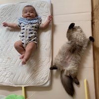仰向けの赤ちゃんと猫
