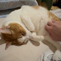 なでられる猫