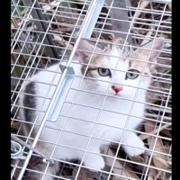 ケージの中にいる子猫