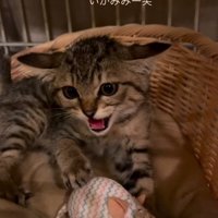 イカ耳になっている子猫