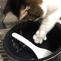 シンクの上に置かれた炊飯器の釜に手を入れている猫