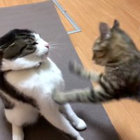 飛びかかる猫