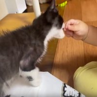 子猫と赤ちゃんの手