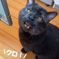 見上げる猫
