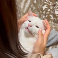 人に抱かれている猫