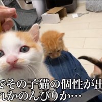 個性が伝わる子猫のお出迎え