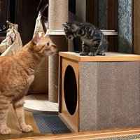 棚に乗っている子猫に顔を近づける茶トラ猫