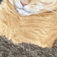 毛布に体が沈んでいる茶トラの様子