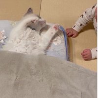 寝そべっている猫と赤ちゃん