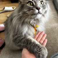 得意げにお手する猫