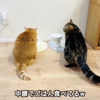 赤ちゃんを気にしながらごはんを食べる2匹のマンチカン