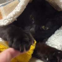 猫に布団をかぶせる手