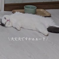 半目になって仰向けに寝る猫